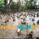 Ribuan warga saat turun ke kolam untuk menangkap ikan beramai-ramai. Foto: Muji Harjita/BANGSAONLINE