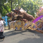 Karapan sapi, budaya dari Madura tak ketinggalan memeriahkan parade. foto: ARIF K/ BANGSAONLINE