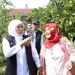 Gubernur Khofifah bersama Ketua Asosiasi Mitra Tani Unggul, Asroful Uswatun, saat mengunjungi kebun buah organik, pembibitan, dan wisata edukasi di Dusun Rowotengu, Desa Sidomulyo, Kecamatan Semboro, Jember.
