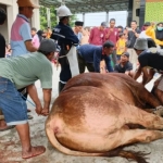 Penyembelihan sapi kurban Prabowo di Mantup Lamongan