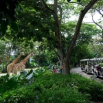 Salah satu atraksi di Singapore Zoo.