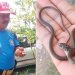 Petugas menunjukkan salah satu anakan ular kobra yang berhasil ditangkap.