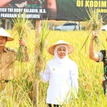 Gubernur Khofifah saat memanen padi bersama Pangdam V/Brawijaya, Rudy Saladin, dan Bupati Lamongan di Desa Jotosanur, Kecamatan Tikung.