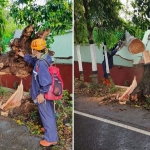 Pohon mindi setinggi 18 meter yang tumbang di Kota Batu, Senin (9/12/2024)