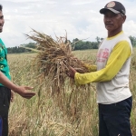 Dua orang petani sedang menunjuukan hasil panen padi yang rusak karena serangan hama wereng.