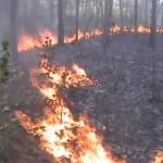 Lahan hutan yang terbakar di petak 79-80 RPH Pakah, KPH Tuban. (foto: suwandi/BANGSAONLINE)