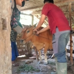 Petugas saat mengobati sapi yang terpapar PMK di Kecamatan Kedungdung.