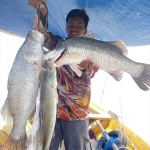 Ikan Kakap Putih masih menjadi primadona bagi pemancing di spot mancing Surabaya. 
