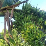 Pohon pisang milik Dani warga Dusun Ruko Daya Desa Bandungan Kecamatan Pakong, Kabupaten Pamekasan, yang berbuah hingga lima tandan.