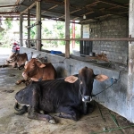 Salah satu rumah ternak di Desa Kelutan, Kecamatan Ngronggot, Kabupaten Nganjuk.