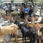 Hewan qurban yang sudah mulai berdatangan disejumlah pasar hewan di Pacitan. 