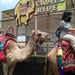 Camel Ride, salah satu wahana baru di Baloga bagi yang ingin menunggang unta.