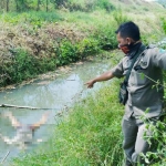 Mayat Mr X sebelum dievakuasi petugas terlihat mengapung di Sungai Jabon, Sidoarjo.