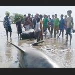 Sejumlah warga melihat kondisi puluhan ekor ikan paus terdampar di pantai Desa Randu Pitu, Kecamatan Gending, Kabupaten Probolinggo, Jawa Timur, Rabu (15/6). Diduga, paus-paus tersebut terdampar lantaran cuaca laut yang ekstrim.
