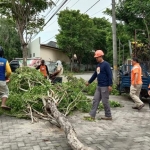 Pemotongan pohon oleh BPBD di Jl. Halim Perdanakusuma Bangkalan.