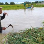Petani tepaksa penen dini karena seluruh area sawah mereka terendam air sungai Bengawan Solo yang meluap.