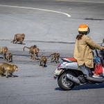 Warga yang nekat keluar rumah, siap-siap diserang kawanan monyet. foto: AFP via Getty Images