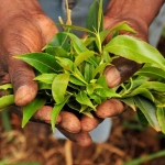 Daun Cathinone, narkoba jenis baru.