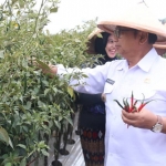 Bupati Blitar Rijanto panen raya cabai keriting bersama masyarakat Dusun Tambakrejo, Desa Ngadri, Kecamatan Binangun, Kabupaten Blitar, Rabu (30/10/2019).