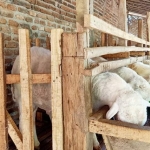 Hasil ternak kambing BUMDes Moranggati dengan menggunakan pola 