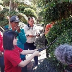 Grace Natalie, Ketua DPP PSI saat mengunjungi kampung bonsai di Lamongan.