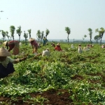 Para petani di Desa Pongpongan, Kecamatan Merakurak, Kabupaten Tuban, saat memanen kacang tanah.
