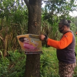 Aktivis Lingkungan dr. Ari Purnomo Adi saat aksi cabut paku di pohon. (foto: ist)