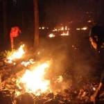 Kebakaran hutan di RPH Senggowar. Tampak Tagana berusaha memadamkan api yang semakin meluas. (bambang dj/BANGSAONLINE)