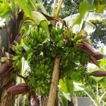 Pohon pisang yang berbuah enam jantung sekaligus.