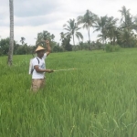 Salah satu petani di Jember sedang menyemprotkan pestisida ke tanaman padinya.