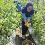 Tanaman tomat yang menggunakan pupuk agensi hayati. Foto: Ist. 
