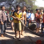 Edy Sugiyono menunjukkan ular yang berhasil ditangkapnya bersama warga. 