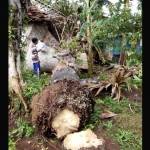 Kondisi rumah Sarwi usai ditimpa pohon. foto: SUWANDI/ BANGSAONLINE