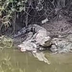 Tangkap layar video warga yang memperlihatkan seekor buaya di Wonorejo Timur