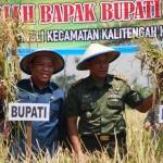 PANEN. Bupati Fadeli melakukan panen perdana di Desa Mungli Kecamatan Kalitengah. foto : aries sugiarto/bangsaonline