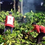 Relawan PMI Kota Probolinggo saat membantu warga terdampak pohon tumbang.