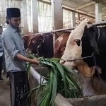 Sapi yang sudah dibeli Presiden Prabowo di Pamekasan.