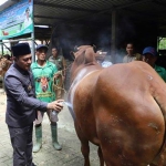 Wabup Pamekasan H. Sukriyanto saat menyemprotkan cat ke sapi kurban miliknya yang dibeli menggunakan dana pribadi di Rahayu Farm.
