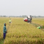 Salah satu lahan padi di Ngawi saat panen raya.
