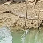 Tangkapan layar video yang memperlihatkan seekor buaya muncul di Sungai Tangkel, Bangkalan.