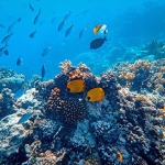   Ilustrasi terumbu karang 