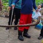 Ular piton dievakuasi tim rescue damkar Surabaya. Foto: ist.