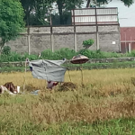 Suami-istri petani di Pasuruan yang terpaksa memanen padi dengan cara manual karena kesulitan alat