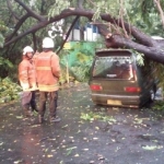 Pohon tumbang di Rungkut Asri Surabaya. Foto: istimewa 