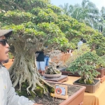 Ketua Panitia Pameran, Den Basito, di samping bonsai jenis beringin/Ficus Benjamina dengan tinggi 110 cm kelas pratama. Foto: MUJI HARJITA/ BANGSAONLINE 