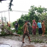 Warga dan petugas saat mengevakuasi pohon yang tumbang di Jalan Raya Jabaran, Balongbendo, Sidoarjo. 