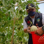 Bupati Kediri Hanindhito Himawan Pramana saat ikut memanen buah melon. foto: ist. 