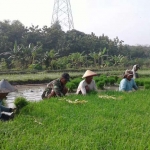 Anggota Kodim 0805 Ngawi ketika turun ke sawah membantu petani memberantas hama keong emas yang sangat merugikan. 