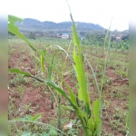 Tanaman jagung milik petani di Tuban tampak dikerubuti ulat.