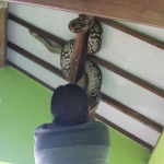 Proses evakuasi ular sanca kembang di rumah Sumino.